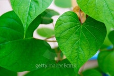 green leaf 이미지 (470300878) - 게티이미지뱅크 green leaf