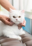 White Persian Cat like to scratch the chin 이미지 (487280250) - 게티이미지뱅크 White Persian Cat like to scratch the chin