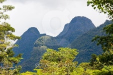 Exotic rainforest landscape 이미지 (488364340) - 게티이미지뱅크 Exotic rainforest landscape