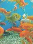 Goldfish Tank 이미지 (475450282) - 게티이미지뱅크 Goldfish Tank