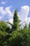 Ivy around a dead tree 이미지 (477046342) - 게티이미지뱅크 Ivy around a dead tree