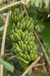 Unripe bananas in the jungle close up 이미지 (488759346) - 게티이미지뱅크 Unripe bananas in the jungle close up