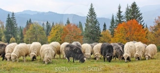 Sheeps on the mountains 이미지 (501746256) - 게티이미지뱅크 Sheeps on the mountains