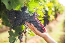 Grape harvest 이미지 (493859886) - 게티이미지뱅크 Grape harvest
