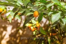 citrus tree 이미지 (478655676) - 게티이미지뱅크 citrus tree