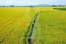 Vietnam countryside landscape, rice field 이미지 (495393306) - 게티이미지뱅크 Vietnam countryside landscape, rice field