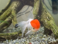 fish in aquarium 이미지 (497810040) - 게티이미지뱅크 fish in aquarium