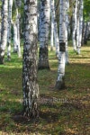 birchwood 이미지 (485334104) - 게티이미지뱅크 birchwood