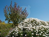 gozo 이미지 (472479778) - 게티이미지뱅크 gozo