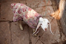 Baby Goat in Varanasi India wearing colorful fabric blanket coat 이미지 (534103799) - 게티이미지뱅크 Baby Goat in Varanasi... 