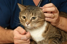 Cat inspected at an animal clinic 이미지 (506144892) - 게티이미지뱅크 Cat inspected at an animal clinic