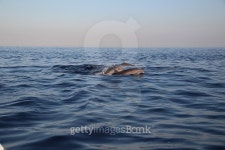 School of Dolphins swimming 이미지 (499458038) - 게티이미지뱅크 School of Dolphins swimming