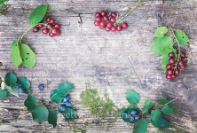 Rustic wooden board with forest berries branchlets 이미지 (533374765) - 게티이미지뱅크 Rustic wooden board with forest... 