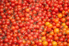 Small Tomatoes 이미지 (466704942) - 게티이미지뱅크 Small Tomatoes