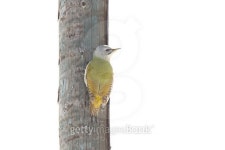 Grey-headed woodpecker 이미지 (480456500) - 게티이미지뱅크 Grey-headed woodpecker