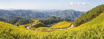 Mexican Sunflower 이미지 (465733578) - 게티이미지뱅크 Mexican Sunflower