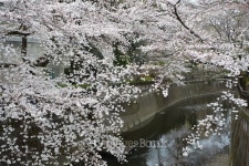 The cherry trees are in full blossom at Tokyo. 이미지 (470306264) - 게티이미지뱅크 The cherry trees are in full blossom at Tokyo.