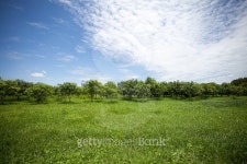 Green field ,trees and blue sky 이미지 (488093334) - 게티이미지뱅크 Green field ,trees and blue sky