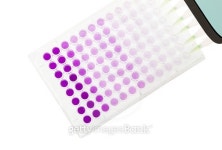 pipette test sample on 96 wells plate 이미지 (495191530) - 게티이미지뱅크 pipette test sample on 96 wells plate