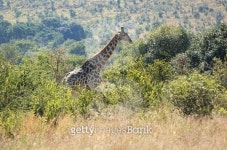 giraffe in South Africa 이미지 (484512090) - 게티이미지뱅크 giraffe in South Africa