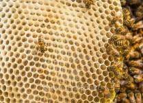 Bee and Honeycomb 이미지 (470858586) - 게티이미지뱅크 Bee and Honeycomb