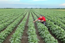 Farmer or agronomist in soy bean field 이미지 (495738630) - 게티이미지뱅크 Farmer or agronomist in soy bean field