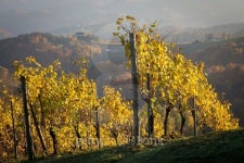 autumn in southern styria, an old wine growing country in austria 이미지 (495877542) - 게티이미지뱅크 autumn in southern... 