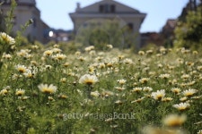 Daisy in nature 이미지 (486793352) - 게티이미지뱅크 Daisy in nature