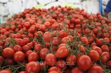 Tomatoes 이미지 (477881664) - 게티이미지뱅크 Tomatoes