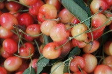 Cherry 이미지 (477890180) - 게티이미지뱅크 Cherry
