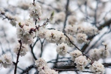 flowers blooming apricot tree on a background of sky 이미지 (474092714) - 게티이미지뱅크 flowers blooming apricot tree on a... 