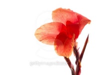 Flower of Canna indica 이미지 (496259574) - 게티이미지뱅크 Flower of Canna indica