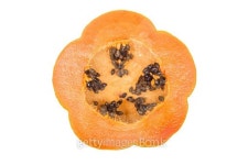 ripe papaya 이미지 (480323044) - 게티이미지뱅크 ripe papaya