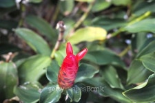 Awesome Red Flower Macro 이미지 (502587558) - 게티이미지뱅크 Awesome Red Flower Macro