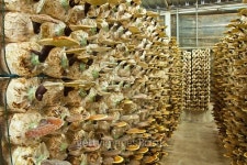 Ganoderma in the mushroom farm 이미지 (532630485) - 게티이미지뱅크 Ganoderma in the mushroom farm