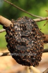 Bee on the tree 이미지 (475675958) - 게티이미지뱅크 Bee on the tree