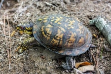 Box Turtle Full body 이미지 (471013382) - 게티이미지뱅크 Box Turtle Full body