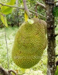 jackfruit on the tree 이미지 (480221880) - 게티이미지뱅크 jackfruit on the tree