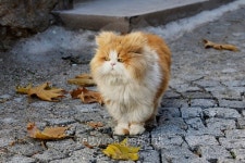 Well fed Cat 이미지 (482668918) - 게티이미지뱅크 Well fed Cat