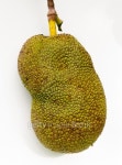 jackfruit on the tree 이미지 (480234762) - 게티이미지뱅크 jackfruit on the tree