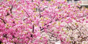 Sakura Cherry Blossom 이미지 (471651308) - 게티이미지뱅크 Sakura Cherry Blossom