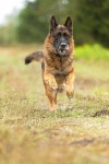 German shepherd dog running in autumn 이미지 (491582328) - 게티이미지뱅크 German shepherd dog running in autumn