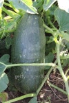 Zucchini on vine 이미지 (491812276) - 게티이미지뱅크 Zucchini on vine