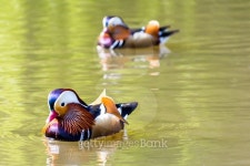 Two Mandarin Ducks 이미지 (484495098) - 게티이미지뱅크 Two Mandarin Ducks