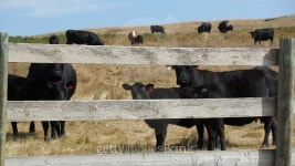 cows 이미지 (486435862) - 게티이미지뱅크 cows