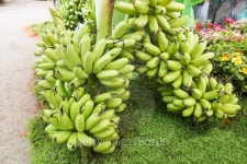 banana 이미지 (492882938) - 게티이미지뱅크 banana