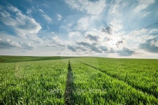 Green wheat field 이미지 (476248042) - 게티이미지뱅크 Green wheat field