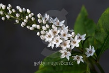 Flowers of Gooseneck Loosestrife 이미지 (479928400) - 게티이미지뱅크 Flowers of Gooseneck Loosestrife