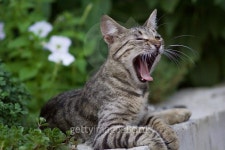 Cute funny yawning cat 이미지 (492631212) - 게티이미지뱅크 Cute funny yawning cat