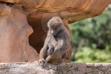 Hamadryas Baboon 이미지 (501789348) - 게티이미지뱅크 Hamadryas Baboon